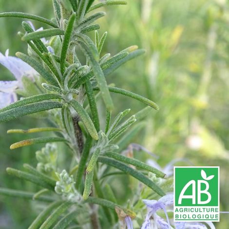 Romarin officinalis Miss Jessopp's Upright BIO/Godet