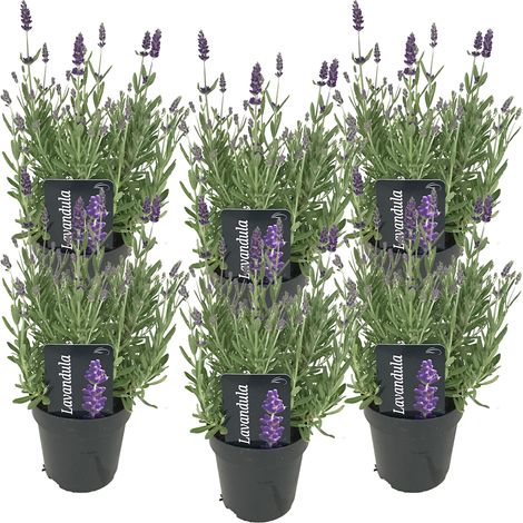 Bloomique - Lot de 6 - Lavandula Angustifolia - Plante de lavande - Plantes de jardin - Résistante au gel - Hauteur 20-25 cm - Pot 12 cm