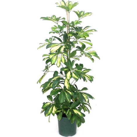 Planta Natural Scheflera Cheflera. Altura 110