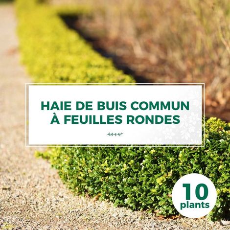 10 Buis Commun À Feuilles Rondes (Buxus Sempervirens 'Rotundifolia') - Haie de Buis Commun à Feuilles Rondes (1/2)