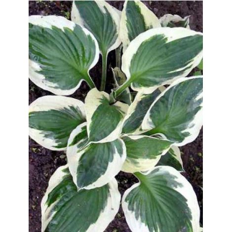 Hosta fortunei 'Patriot' Pot de 2L/3L (1/4)