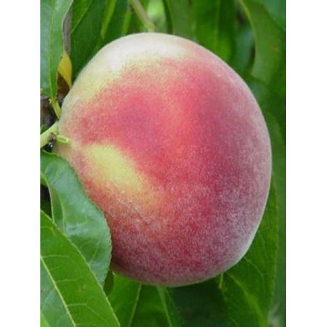 Pêcher 'Charles Ingouf' Pot de 7,5L/10L, Gobelet (1/2)