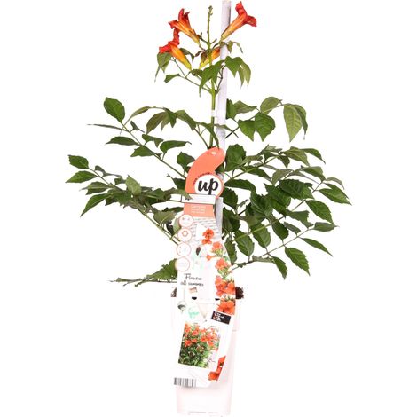 Bloomique - Campsis radicans 'Flamengo' - Bignone rouge - Plantes grimpantes - Plantes de jardin - Rustiques - Hauteur 50-70 cm - Pot 15 cm