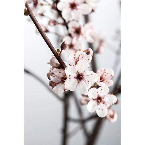 Zwerg-Blutpflaume Prunus cistena CAC C 5 60- 80 (1/5)
