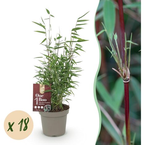 Bambou Fargesia Red Dragon Non Traçant Persistant Tiges Rouges Lot de 18 Plantes Pot 14cm - PANGIVO