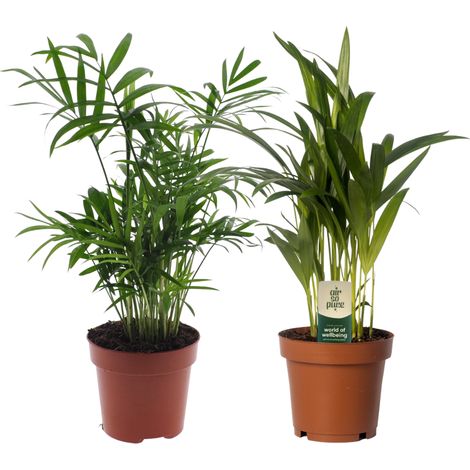 Duo de Palmiers d'Intérieur Dypsis lutescens et Chamaedorea - Lot de 2 - H40cm Ø12cm - PANGIVO