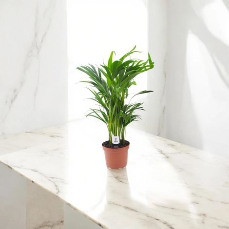 Gardenaria Areca - Dypsis lutescens - Pianta da interno ornamentale - Altezza: 110 cm (vaso 22) (1/5)
