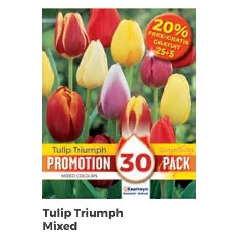 Bulbi Autunnali di Tulipano Triumph confezione da 30 pz