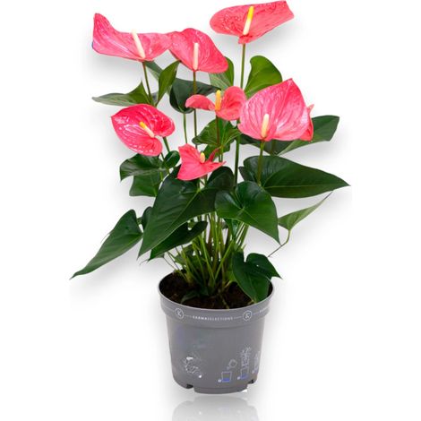 Gardenaria Anthurium 'Karma pink' - Pianta da interno ornamentale - Altezza: 65 cm (vaso 17) (1/5)
