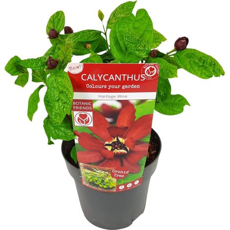 Calycanthus 'Hartlage Wine' Arbuste Épice de Caroline Fleurs Parfumées Rouge Marron Ø19 cm 30-50 cm - PANGIVO (1/4)