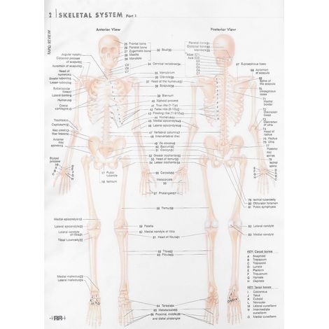Affiche d'anatomie du système squelettique (décorative) 1 feuille Affiche haut de gamme pour la maison/le bureau