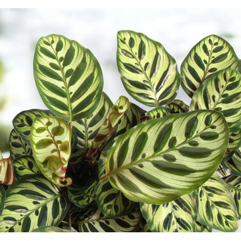 Gardenaria Calathea makoyana - Pianta da interno ornamentale - Altezza: 45 cm (vaso 14)