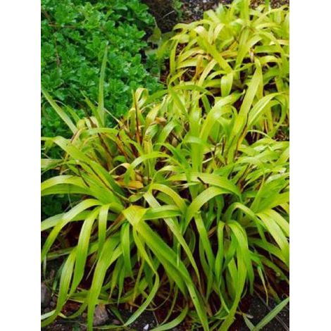 Luzule des bois 'Solar Flare' Pot de 2L/3L (1/4)