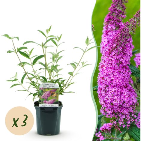 Arbre aux Papillons Buddleja davidii Pink Delight Rose - Lot de 3 Plantes - Pot 17cm - H45cm - PANGIVO (1/5)