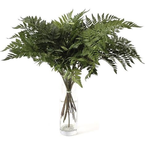 Helecho de Cuero Flor Natural Ramo de 20 tallos Verde 60cm de alto