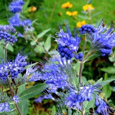 Barbe-bleue 'Kew Blue' - 30-40 cm pot (1/4)