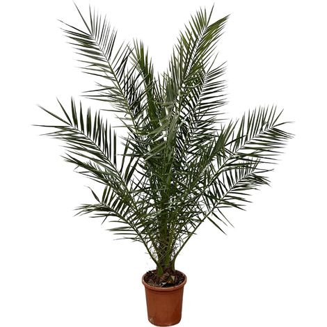 Palmier Phoenix Canariensis - Dattier des Canaries - Plante d'Extérieur et Intérieur - 170 cm - PANGIVO