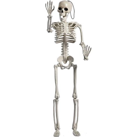 Accessoire de squelette réaliste pour Halloween, figurine plus vraie que nature, objet décoratif, squelette articulé de 60 cm, blanc cassé. (1/5)