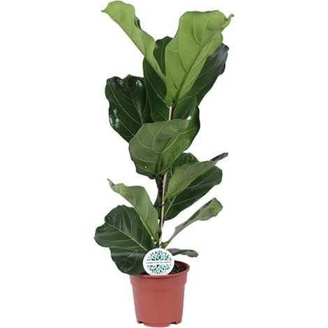 Ficus Lyrata - Figuier Lyre - Plante d'Intérieur Décorative - Pot Ø17 cm - Hauteur 60 cm - PANGIVO (1/4)