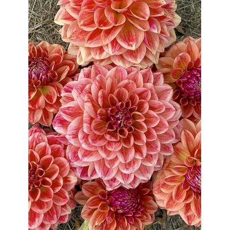 Dahlia balle 'All That Jazz' Bulbe calibre I (1/2)