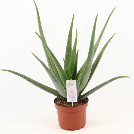 Aloe Vera Plante Succulente d'Intérieur et Extérieur - Pot Ø19cm - Hauteur 70cm - PANGIVO
