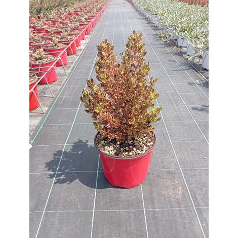 Coprosma Repens Pacific Dawn Pot 18 cm Arbuste Persistant à Feuillage (1/3)