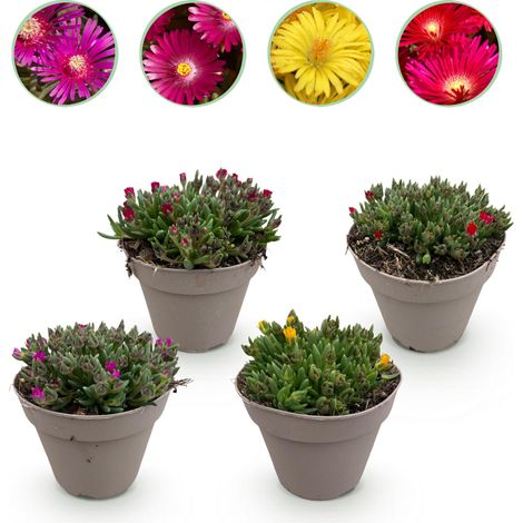 Delosperma Mix 4 Plantes Couvre-sol Rustique Couleurs Rouge Jaune Violet Rose Pot 14 cm H 17 cm - PANGIVO (1/5)