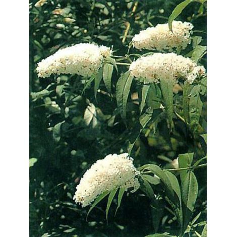 Arbre aux papillons 'White Profusion' Pot de 3L/4L (1/3)
