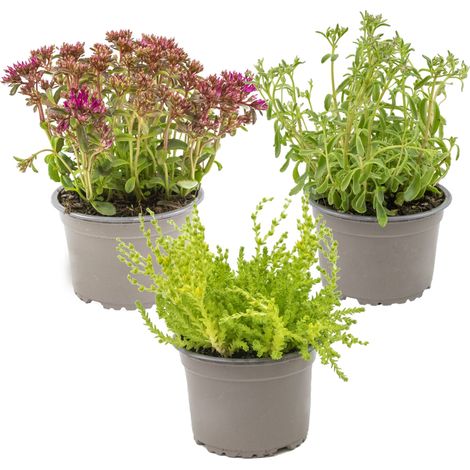 Bloomique - Lot de 3 - Mélange de plantes de rocaille - Plantes de jardin - Résistantes au gel - 15-25 cm de haut - Pot 14 cm