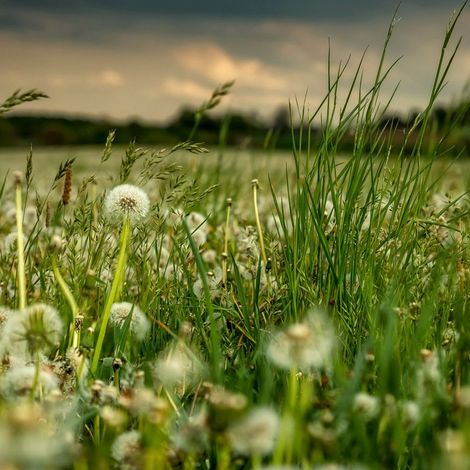 Fototapete 363357 Tapete Blumen Floral 371 x 265 cm Rasch Magic Walls Grün Weiß (1/2)