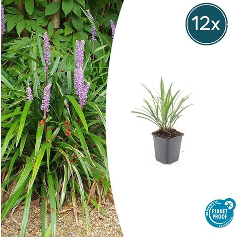 Lot de 12 Liriope muscari 'Ingwersen' Plante Couvre-sol Persistante Fleurs Violettes 10-25cm Ø9cm - PANGIVO (1/5)