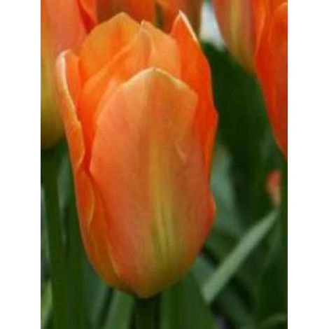 Tulipe fosteriana 'Orange Emperor' Bulbe calibre 12+ (par 10) (1/2)