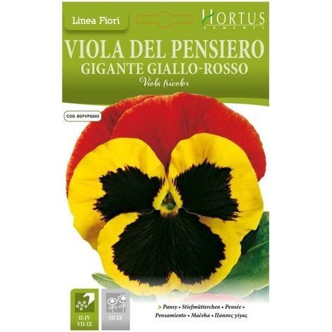 Violadel Pensiero Gigante giallo-rosso DB