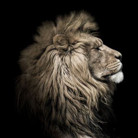 Tableau sur toile lion sepia 30x30 cm - Impression sur Toile Murale Décorative - Image imprimée en HD sur Toile - Toile sur Châssis en Bois FSC - Fabriqué en France (1/5)
