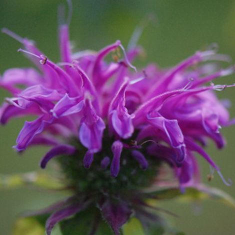 4 x Monarde  - Monarda 'Prairienacht'  - godet 9x9 cm