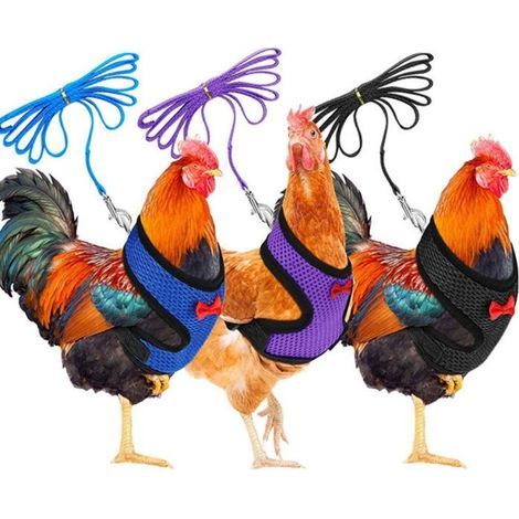 Verstellbares, weiches Geschirr für Hühner, bequeme, atmungsaktive Leine, 3-teiliges Set für Enten und Kleintiere (1/5)
