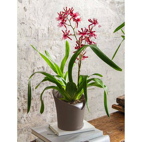 LECHUZA Jardinière ORCHIDEA ALL-IN-ONE diamètre 18 cm taupe (1/4)