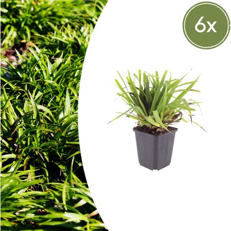Lot de 6 Luzula sylvatica - Luzule des Bois Couvre-sol Persistant - Pot Ø 9 cm - 10-25 cm - PANGIVO (1/5)