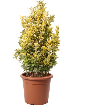 Euonymus Japonicus Aurea - Evonimo Giapponese - Piante da Esterno - H 100-125 cm Vaso Ø 30 cm (1/3)