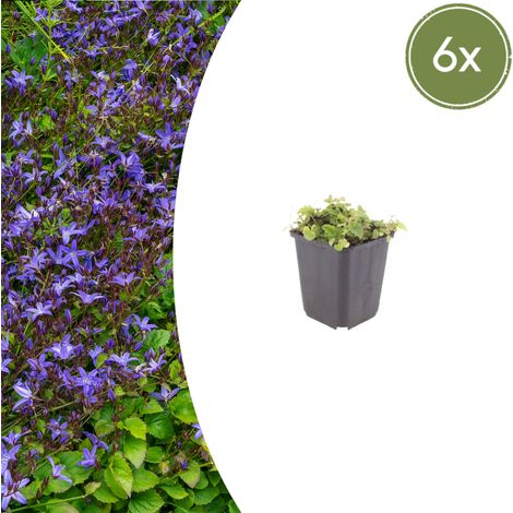 Lot de 6 Campanules des Balkans Campanula poscharskyana Vivace Couvre-sol Bleu Violacé Ø9cm - PANGIVO (1/5)