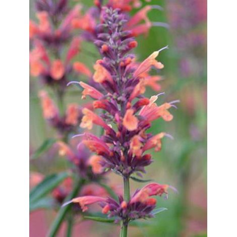 Agastache 'Kolibri' Godet de 8/9 cm (1/3)