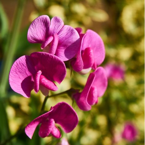 Semillas de Alberjana Roja. Lathyrus Latifolius Rojo. 10 Gramos