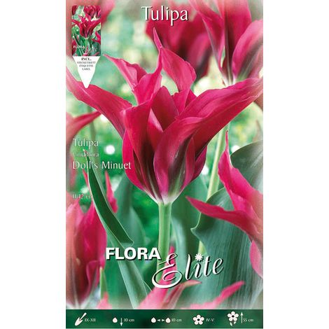 TULIPANO VIRIDIFLORA DOLL'S MINUET (CONFEZIONE DA 7 BULBI)