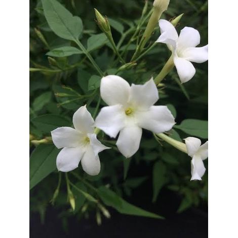 Jasminum officinale (Common jasmine) 3 talee/cuttings  bianco/white