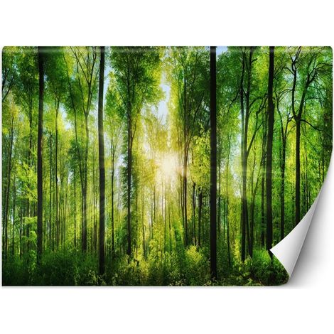 Papier peint rayons de soleil dans une forêt verte - 450 x 315 cm