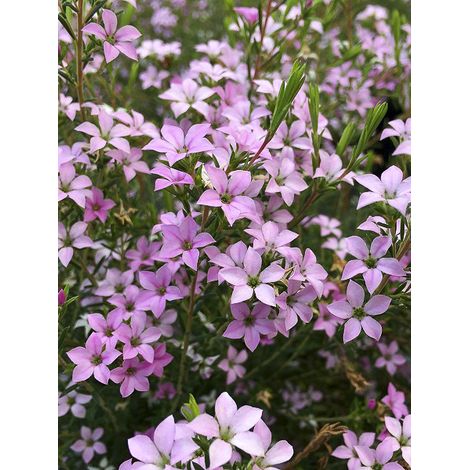 Diosmée 'Pink Diamond' Pot de 2L/3L