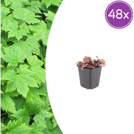 Lot de 48 Tiarella cordifolia - Plante Couvre-sol Ombre - Fleurs Blanches - Pot Ø9cm 10-25cm - PANGIVO (1/5)