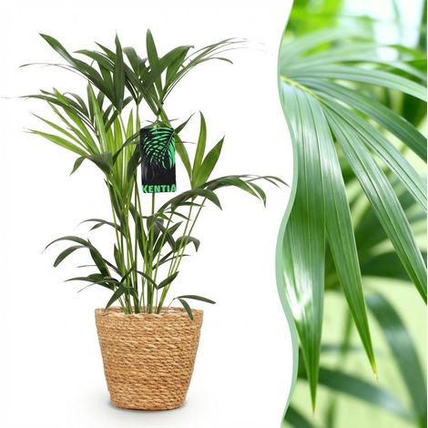 Palmier Kentia Howea Forsteriana Plante d'Intérieur avec Panier - Pot 19 cm - 80-85 cm - PANGIVO (1/5)