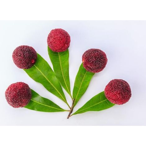 Graines de Myrtille Chinoise (Yumberry) 30 pièces – Semences Fruits Jardin Potager, Culture Facile et Récolte Abondante