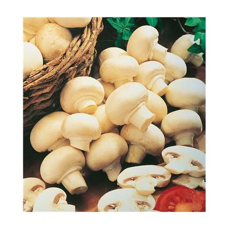 CHAMPIGNONS BLANCS DE PARIS - LE KIT